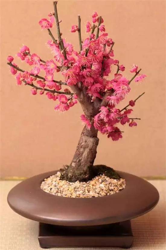 家里放這些植物大吉大利 你家有了嗎？